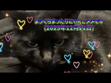 まっくろまったりにゃんこメメです(2025年12月21日)