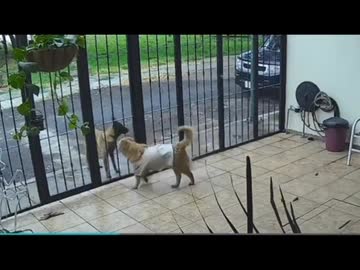 ホモと見る飼い犬の服を脱がして持っていく野良犬