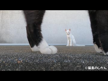奇跡の映像？たまたま撮れたナイスな瞬間！