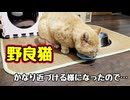 おさわり訓練 進めます【野良猫】