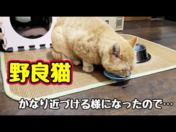おさわり訓練 進めます【野良猫】