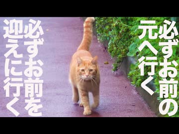 倒れたボス猫、その手でもっと生きてやる