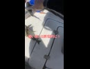 サビキでもしゃもしゃ 追い食いは計画的にｗ