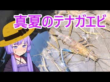 ゆかりさんとテナガエビ