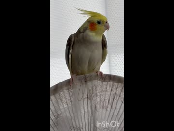 ぴっぴの特等席！