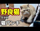 じっと見てたんで つい…【野良猫】