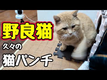 じっと見てたんで つい…【野良猫】