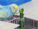 ちょっと小松菜に当たってるインコ 後半に鳴いたり顔を動かしたりするキンカチョウ2025年12月23日