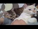 拾いねこ＠生後4886/811日目　寄り添いツキユキ