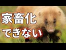 ジビエで一番美味しいアナグマを家畜化できない理由【解説動画】
