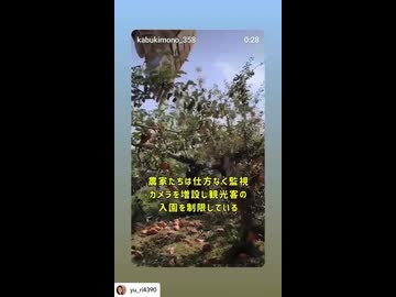 中国人が果樹園を破壊