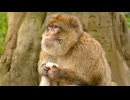 【貴重映像】米田健太郎が捉えた類人猿の知性と感情｜自然との共存を描く