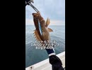 ダイソーの「100円の鉄塊」を海に投げたら、高級魚が釣れて困惑した件