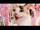 オス三毛猫、不調のボス猫に寄り添う
