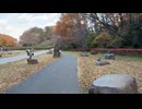 2025　1122　宮城県仙台市　台原森林公園　紅葉の風景2　科学館の下あたり