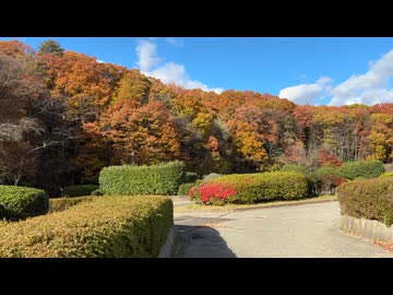2025　1122　宮城県仙台市　台原森林公園　紅葉の風景3　池付近