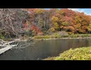 2025　1122　宮城県仙台市　台原森林公園　紅葉の風景4　池付近2