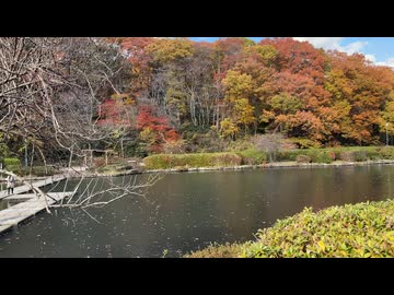 2025　1122　宮城県仙台市　台原森林公園　紅葉の風景4　池付近2