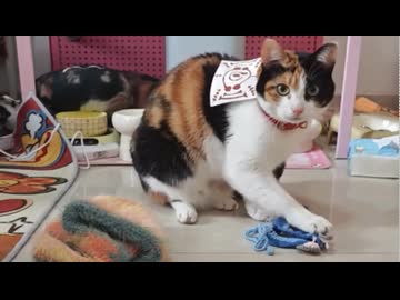 ホモと見る中国人に調教されてしまう猫