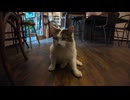 カフェでまったりしてたら猫が乱入してきた件ｗｗ癒やし力MAX(=^・ω・^=)