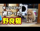クリスマス パーティー 延期です【野良猫】