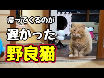 クリスマス パーティー 延期です【野良猫】