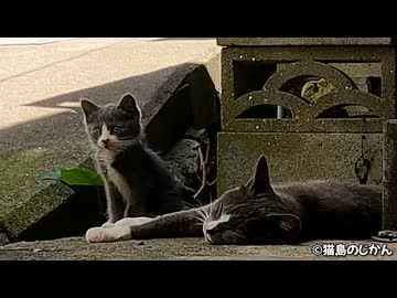 「誰か遊んでよ～」ってせがむ子猫