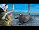 【東武動物公園】はなまる君の左右バイバイ【ゴマフアザラシ】
