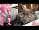 黒い保護子猫兄妹、トライアル先決定！