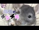 極上のふわふわ　チンチラとふれあってきた【VOICEROID旅行】