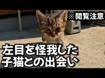 【閲覧注意】左目を怪我をした子猫との出会い