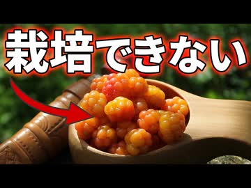 世界で最も美味しいベリーを商業栽培できない理由【クラウドベリー】