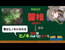 アスナロの名前の由来が不憫すぎるので、今日こそはヒノキにしてあげよう！！！　【VOICEVOX/冥鳴ひまり】
