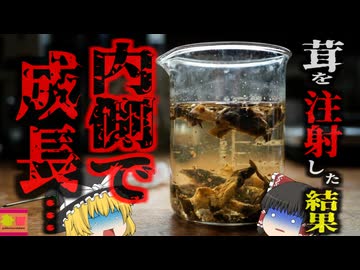 【2020】『キノコを注射し体内で成長』自分の腕に煮出したキノコ液を注射した男性 血液内で真菌が成長し全身を蝕む…『シロシベクベンシス注射事故』　【ゆっくり解説】