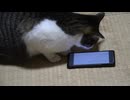 本日の猫枠 2025-12-25