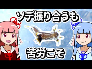 【ウミウシ解説】ソデ振り合うも 苦労こそ【琴葉姉妹の磯遊び】