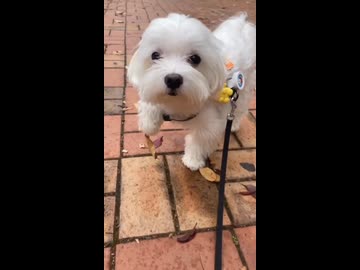 ホモと見る前足に付いた葉っぱを取って欲しい犬