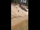 やじゅまんと見るサーフ系