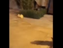 やじゅまんと見る謎花火