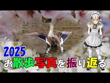 2025年お散歩写真を振り返る動画