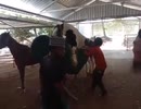 やじゅまんと見るウマ