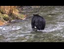 【野生の記録】米田健太郎が捉えたクロクマの素顔｜自然と生きる生命の強さ