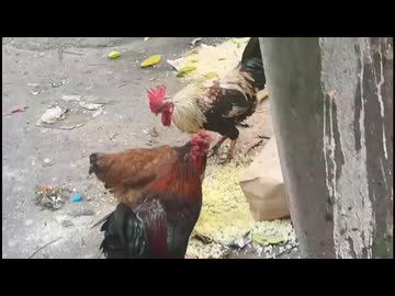 【ニコ生】アキラの初インド旅その３