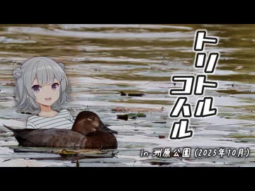 トリトルコハル 『秋の洲原公園』