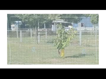 とっておき / shinono feat. 初音ミク