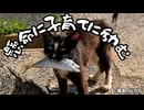 【奮闘】子育てに励む島猫