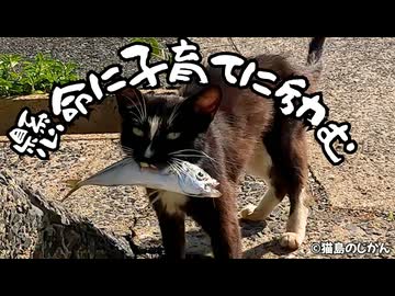 【奮闘】子育てに励む島猫