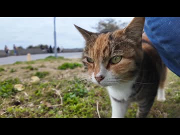 会った瞬間からゴロゴロ発動の三毛猫、可愛さ限界突破