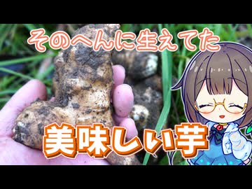 【キクイモ】冬が旬の野生芋を採って食べる！【アヒージョ】