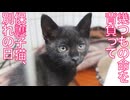 保護子猫の妹、様々な運命と別れの夜
